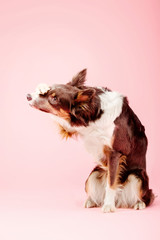 Border Collie dog in the photo studio on pink background