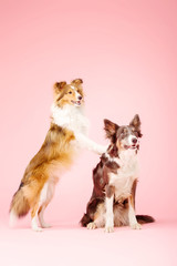 Fototapeta na wymiar Border Collie dog and Shetland Sheepdog dog in the photo studio on pink background