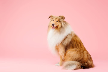 Cute Rough Collie dog on pink background