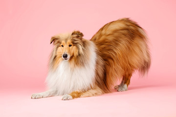 Cute Rough Collie dog on pink background - obrazy, fototapety, plakaty