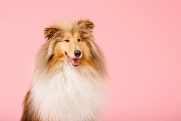Cute Rough Collie dog on pink background