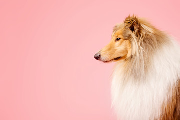 Cute Rough Collie dog on pink background. Cut out. Isolated
