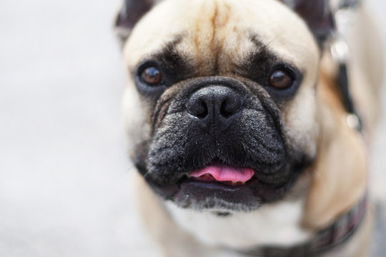 Close up of face french bulldog, Selective focus on nose, blurred for background and free space for text.