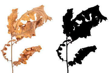 Alder dried leaves isolated on white background with black alpha mask. .