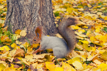 Squirrel in autumn park forest.