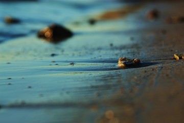 ducks in the water