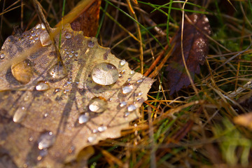 Autumn leaf and drops.