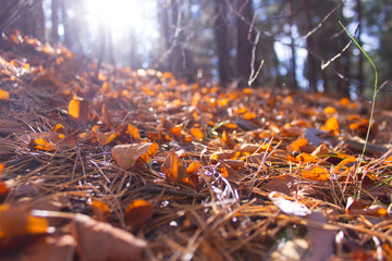 Leaves Changing Colors
