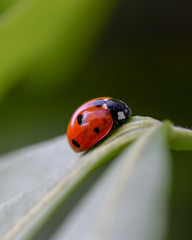 Ladybug on leaf macro close-up