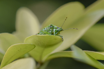 Green stink bug macro close-up
