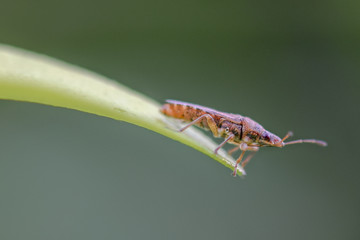 Sawtoothed grain beetle macro close-up