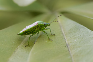 Green stink bug macro close-up