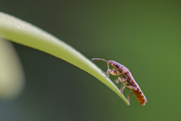 Sawtoothed grain beetle macro close-up