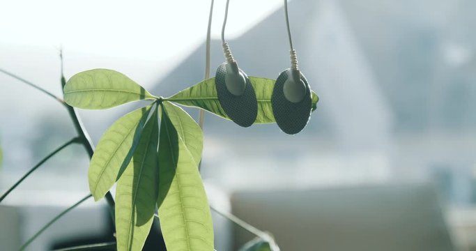 Plant bio feedback sensors attached to green leaf to measure plant midi
