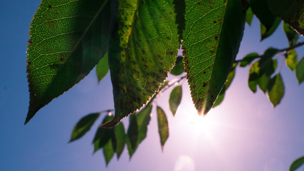 green leaves of tree