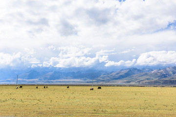 View of grass filed on the east side of the Nyenchen Tanglha Mountains range in Damxung(Dangxiaong)...