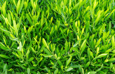 Green leaves on bush. Natural abstract background.