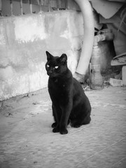 .Single black graceful cat, standing on pavement outdoors