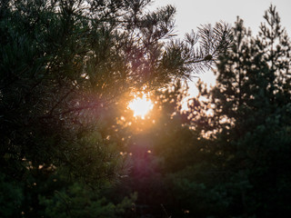 rays of sun in the forest