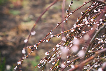 Pussy-willow branches with catkins