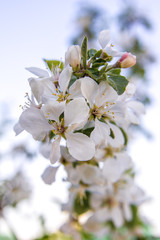 April, blossoms an apple tree on a light background