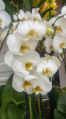 White Orchid in a Garden close up