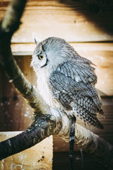 Hibou petit-duc à face blanche
