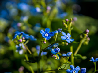 blue flowers Brunnera sibirica forget-me-not close up