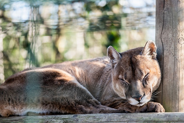 Portrait d'un puma en train de dormir