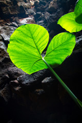 Green plant with huge leaves in the cave of Cueva de los verdes on the Canary Islands. Spain Lanserote