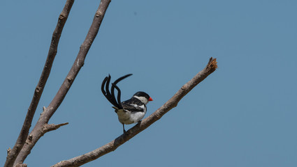 Pin-tailed whydah ( Vidua macroura ), sitting on branch with black back and crown, and upright long black tail. Looking back at camera and showing promient red beak, against blue sky