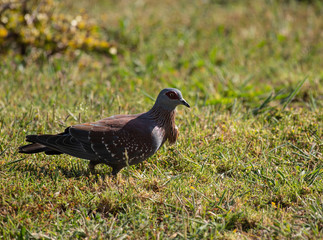 Close up of Speckled Pigeon, ( Columba guinea ) sstanding on green grass, Pigeon has growth on neck covered by feathers
