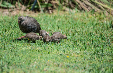 Cape spurfowl, or Cape francolin ( Pternistis capensis ) with 3 juveniles foraging on green grass and hen's head looking up