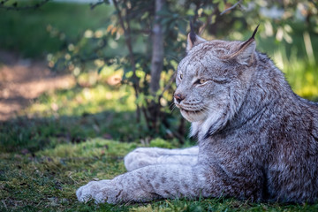 Lynx du Canada