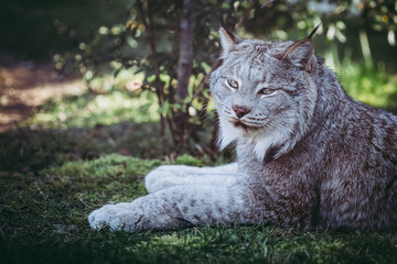 Fototapeta premium Lynx du Canada