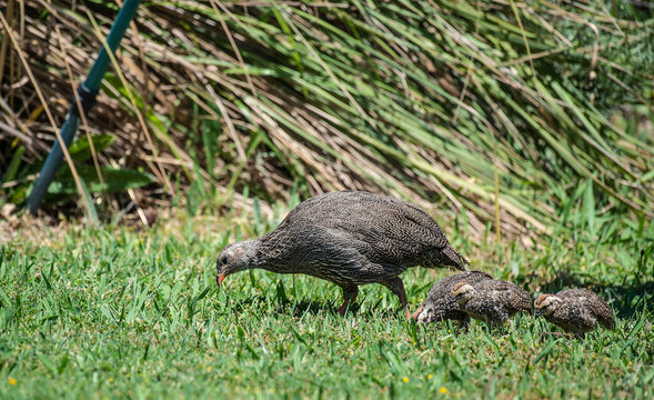 Cape spurfowl, or Cape francolin ( Pternistis capensis ) with 3 juveniles foraging on green grass