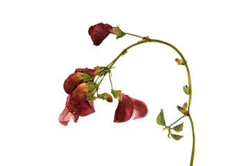 Pressed and dried flowers of scarlet runner bean
