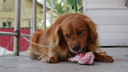 anry dog 