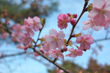 日本の美しい梅の花