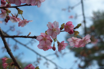 日本の美しい梅の花