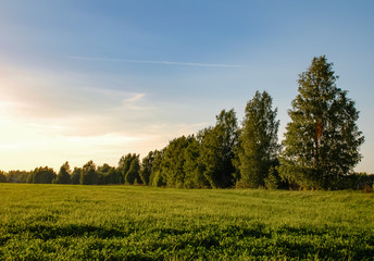 Beautiful nature of central Russia: green summer forest