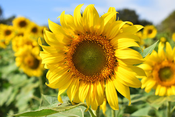 Fototapeta premium sunflower in field