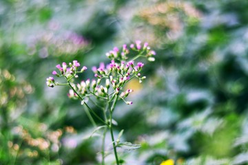 Flower of little plant on blurred background,Selective focus