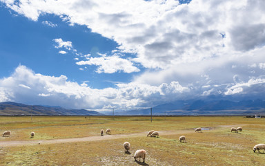 View of grass filed on the east side of the Nyenchen Tanglha Mountains range in Damxung(Dangxiaong)...