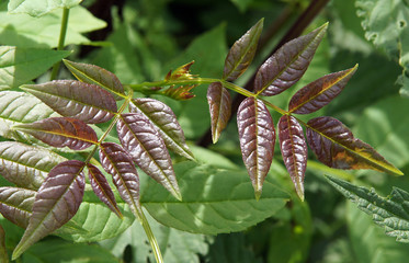 Young ash leaves