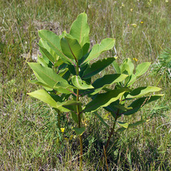 Honey and medicinal plant