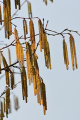 catkins in spring