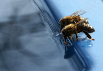 The bee drinks water