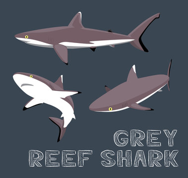 Grey Reef Shark Cartoon Vector Illustration