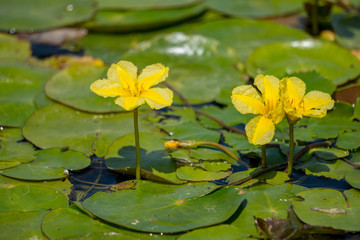 Colorful water lilies with yellow flowers in the Danube Delta (Romania)